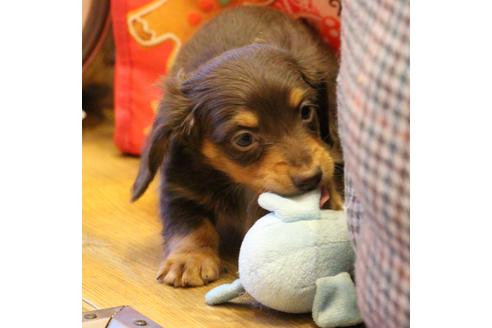 成約済の愛知県のカニンヘンダックスフンド(ロングヘアード)-60572の10枚目
