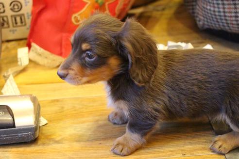 成約済の愛知県のカニンヘンダックスフンド(ロングヘアード)-60572の8枚目