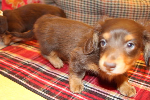 成約済の愛知県のカニンヘンダックスフンド(ロングヘアード)-60572の7枚目