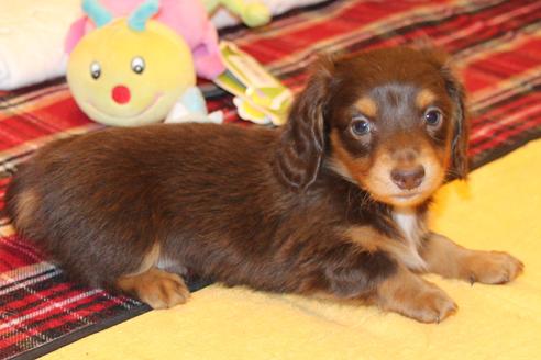 成約済の愛知県のカニンヘンダックスフンド(ロングヘアード)-60572の6枚目