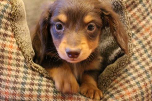 成約済の愛知県のカニンヘンダックスフンド(ロングヘアード)-60573の2枚目