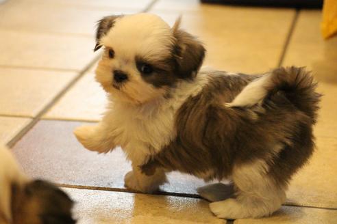 成約済の愛知県のシーズー-59823の35枚目