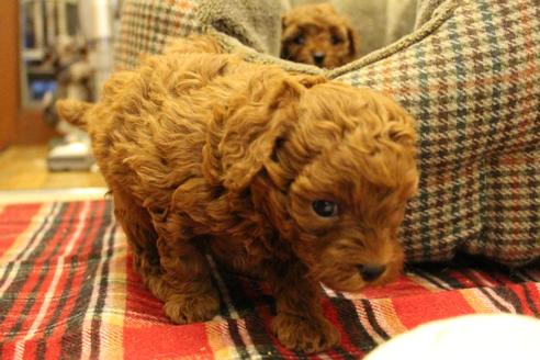 成約済の愛知県のトイプードル-61648の22枚目