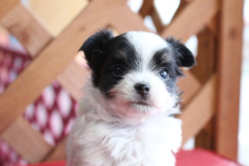 成約済の京都府のチワマル:チワワ×マルチーズ-62765の1枚目