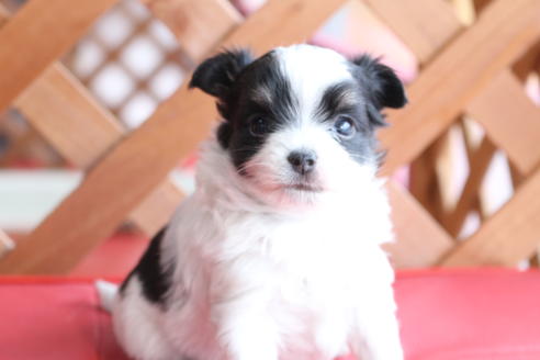 成約済の京都府のチワマル:チワワ×マルチーズ-62765の5枚目