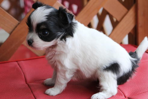 成約済の京都府のチワマル:チワワ×マルチーズ-62765の4枚目