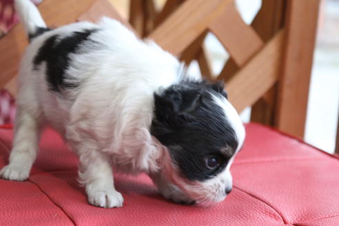 成約済の京都府のチワマル:チワワ×マルチーズ-62765の3枚目