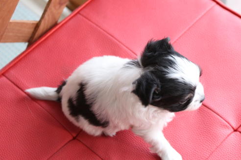 成約済の京都府のチワマル:チワワ×マルチーズ-62765の2枚目