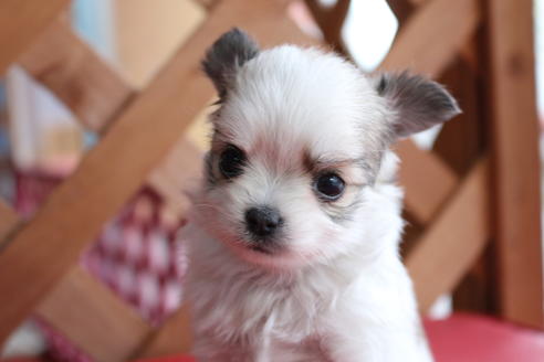 成約済の京都府のチワマル:チワワ×マルチーズ-62766