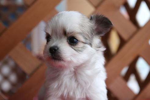 成約済の京都府のチワマル:チワワ×マルチーズ-62766の5枚目