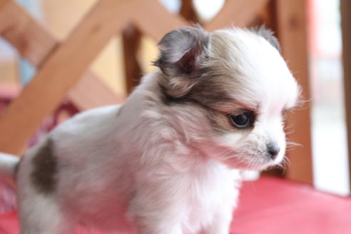 成約済の京都府のチワマル:チワワ×マルチーズ-62766の4枚目