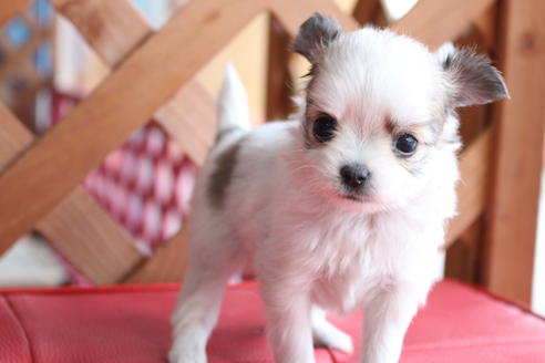 成約済の京都府のチワマル:チワワ×マルチーズ-62766の3枚目