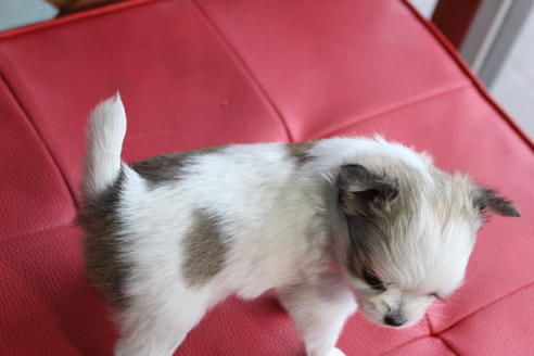 成約済の京都府のチワマル:チワワ×マルチーズ-62766の2枚目