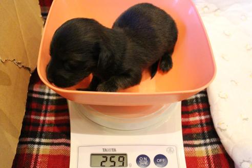 成約済の愛知県のカニンヘンダックスフンド(ロングヘアード)-62632の38枚目