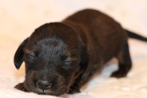 成約済の愛知県のカニンヘンダックスフンド(ロングヘアード)-62632の37枚目