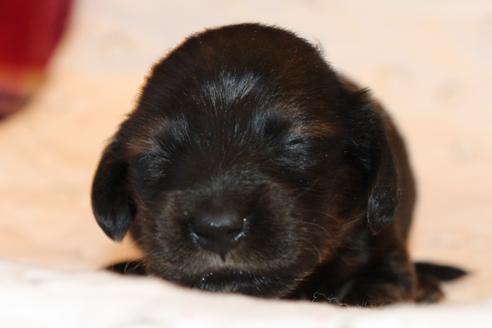 成約済の愛知県のカニンヘンダックスフンド(ロングヘアード)-62632の36枚目