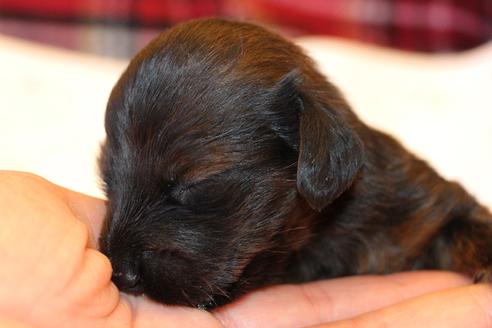 成約済の愛知県のカニンヘンダックスフンド(ロングヘアード)-62632の35枚目