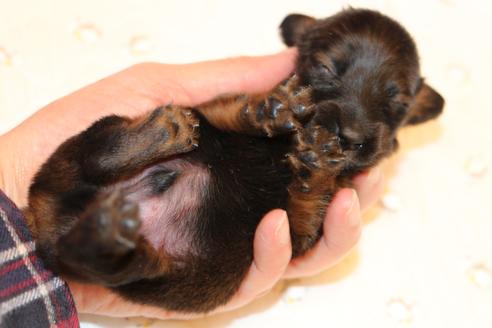 成約済の愛知県のカニンヘンダックスフンド(ロングヘアード)-62632の34枚目