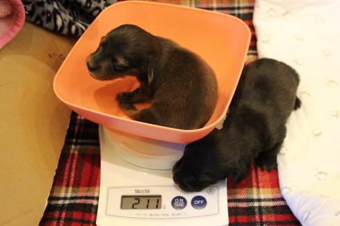 成約済の愛知県のカニンヘンダックスフンド(ロングヘアード)-62633の27枚目