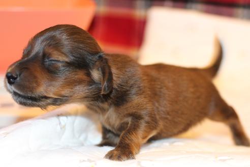 成約済の愛知県のカニンヘンダックスフンド(ロングヘアード)-62633の26枚目