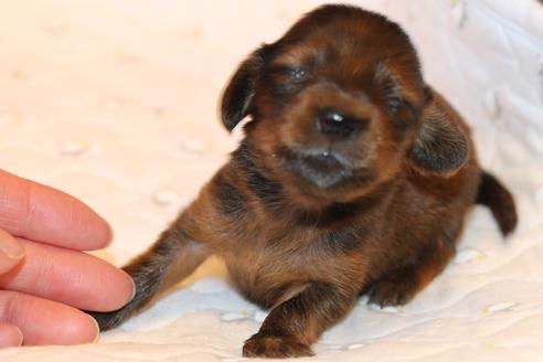 成約済の愛知県のカニンヘンダックスフンド(ロングヘアード)-62633の23枚目