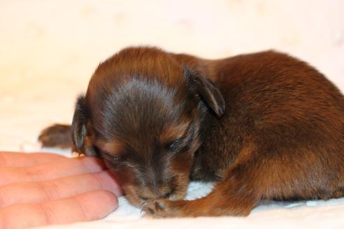 成約済の愛知県のカニンヘンダックスフンド(ロングヘアード)-62633の22枚目