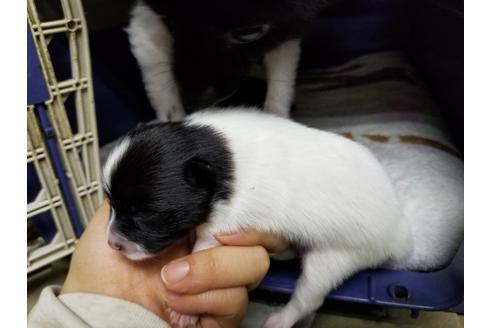 成約済の愛知県のポメラニアン-62814の4枚目