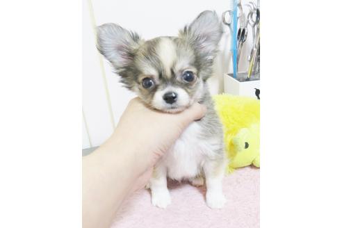 富山県のロングコートチワワ 男の子 18 10 30生まれ フォーン ホワイト 白茶 子犬id ブリーダーナビ 富山県のロングコートチワワ 男の子 18 10 30生まれ フォーン ホワイト 白茶 子犬id ブリーダーナビ
