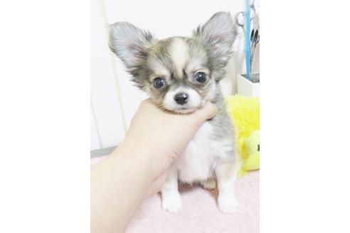富山県のロングコートチワワ 男の子 18 10 30生まれ フォーン ホワイト 白茶 子犬id ブリーダーナビ