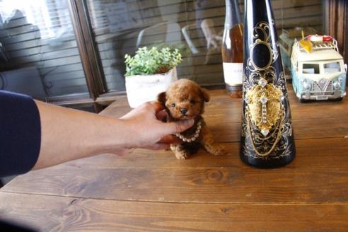 成約済の埼玉県のティーカッププードル-62822