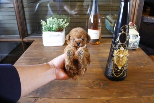 成約済の埼玉県のティーカッププードル-62822の5枚目