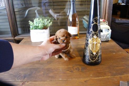 成約済の埼玉県のティーカッププードル-62822の3枚目