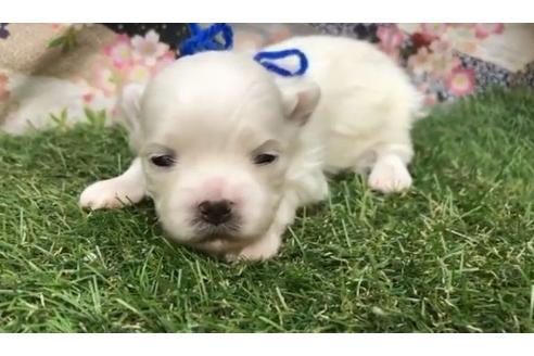 成約済の茨城県のマルチーズ-62825の20枚目