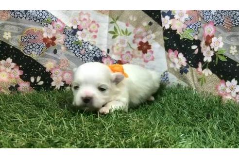 成約済の茨城県のマルチーズ-62827の26枚目