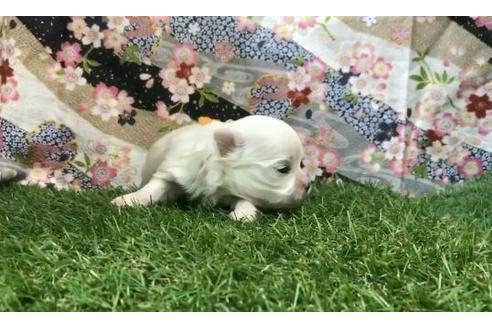 成約済の茨城県のマルチーズ-62827の24枚目