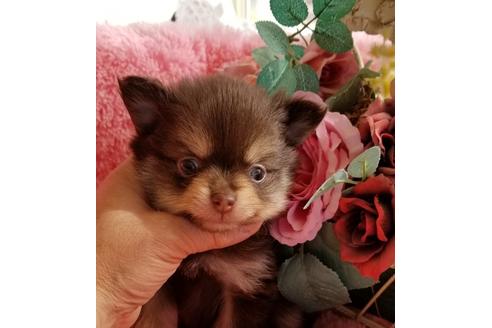 茨城県のポメラニアン 男の子 2018 11 20生まれ チョコタン クリーム 子犬id 62829 ブリーダーナビ