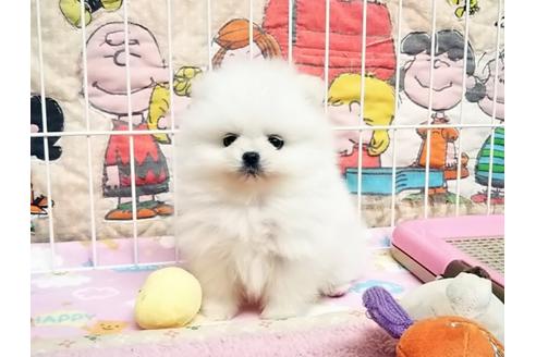 成約済の秋田県のポメラニアン-62831の5枚目