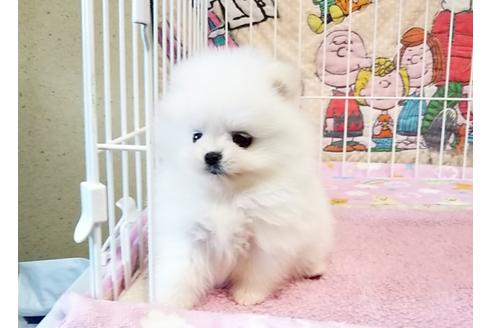 成約済の秋田県のポメラニアン-62831の1枚目