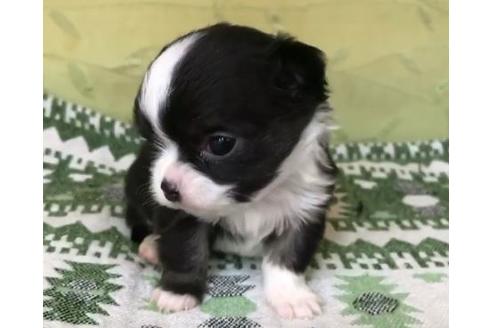 成約済の茨城県のチワワ(ロングコート)-62837の11枚目