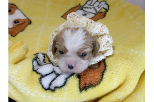成約済の埼玉県のキャバリアキングチャールズスパニエル-62848の1枚目