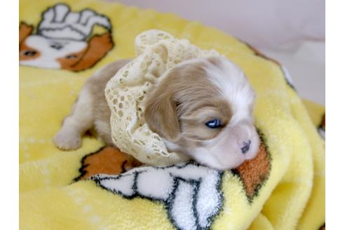 成約済の埼玉県のキャバリアキングチャールズスパニエル-62848の5枚目