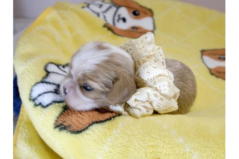 成約済の埼玉県のキャバリアキングチャールズスパニエル-62848の4枚目