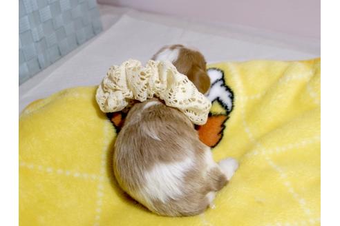 成約済の埼玉県のキャバリアキングチャールズスパニエル-62848の2枚目