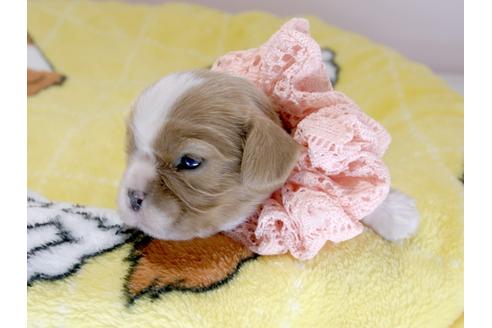 成約済の埼玉県のキャバリアキングチャールズスパニエル-62851の5枚目
