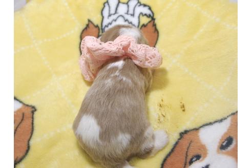 成約済の埼玉県のキャバリアキングチャールズスパニエル-62851の2枚目