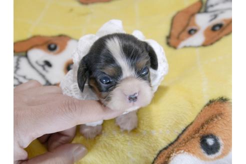 成約済の埼玉県のキャバリアキングチャールズスパニエル-62859の5枚目