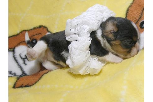 成約済の埼玉県のキャバリアキングチャールズスパニエル-62859の2枚目