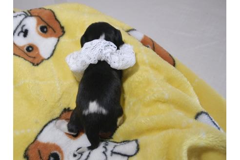 成約済の埼玉県のキャバリアキングチャールズスパニエル-62859の1枚目