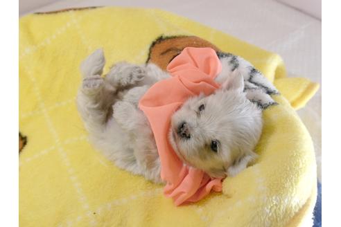成約済の埼玉県のマルチーズ-62862の1枚目