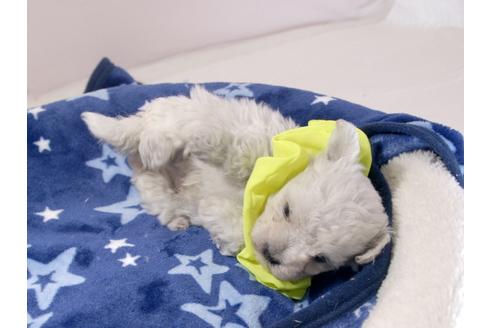 成約済の埼玉県のマルチーズ-62864の2枚目